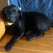 Labrador Retriever Puppy Clyde