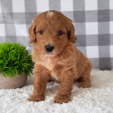 Sheepadoodle Puppy Romeo