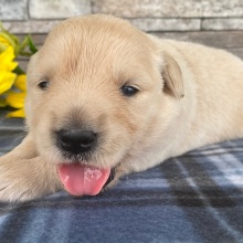 Golden Retriever Puppy Nellie