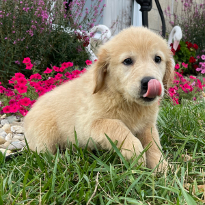Golden Retriever Puppy Nellie