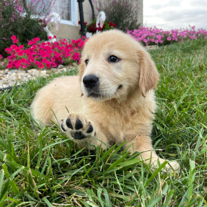 Golden Retriever Puppy Nellie