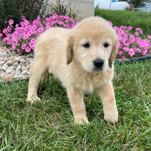 Golden Retriever Puppy Nellie