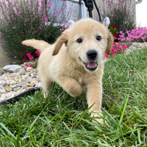 Golden Retriever Puppy Nellie
