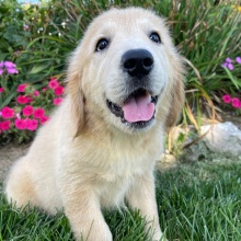 Golden Retriever Puppy Nellie