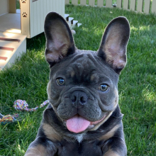 French Bulldog Puppy Milton