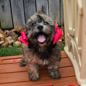 Shihpoo Puppy Meela