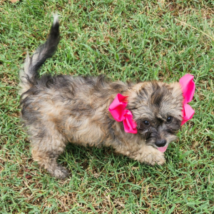 Shihpoo Puppy Meela