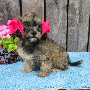 Shihpoo Puppy Meela