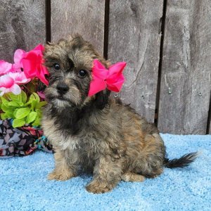 Shihpoo Puppy Meela