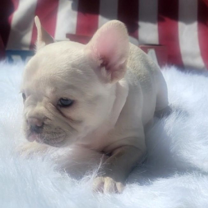 French Bulldog Puppy Blossom