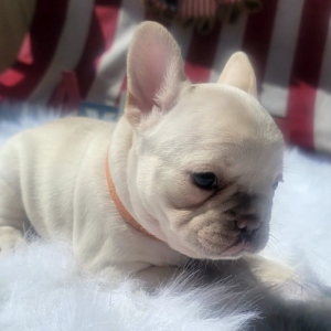 French Bulldog Puppy Blossom