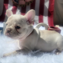 French Bulldog Puppy Blossom