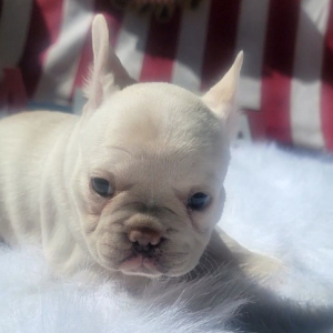 French Bulldog Puppy Blossom
