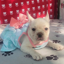 French Bulldog Puppy Blossom