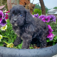 Cavapoo Puppy Blaine