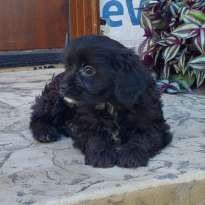 Cavapoo Puppy Blaine
