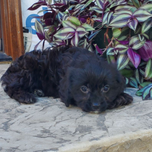 Cavapoo Puppy Blaine
