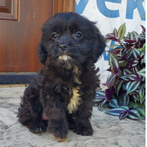Cavapoo Puppy Blaine