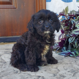 Cavapoo Puppy Blaine