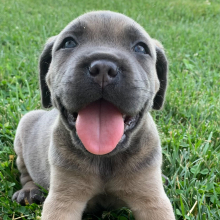 Cane Corso Puppy Ryan