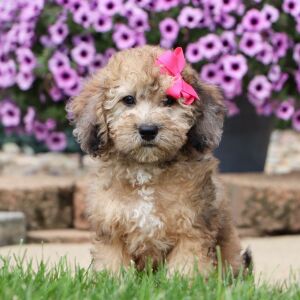 Bichonpoo Puppy Debbie