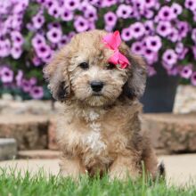 Bichonpoo Puppy Debbie