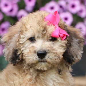 Bichonpoo Puppy Debbie