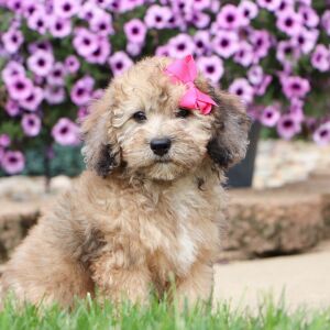 Bichonpoo Puppy Debbie
