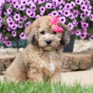 Bichonpoo Puppy Debbie