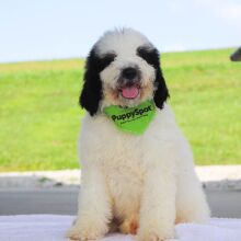 Bernedoodle Puppy Sterling