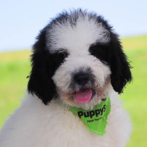 Bernedoodle Puppy Sterling