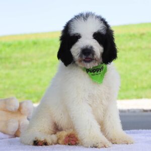 Bernedoodle Puppy Sterling
