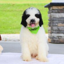 Bernedoodle Puppy Sterling