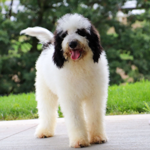 Bernedoodle Puppy Sterling