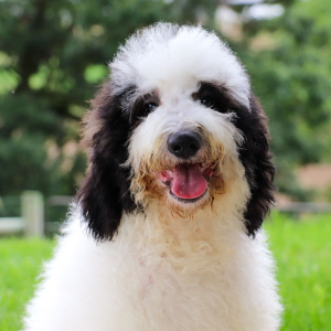 Bernedoodle Puppy Sterling