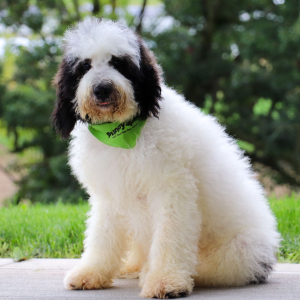 Bernedoodle Puppy Sterling