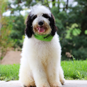 Bernedoodle Puppy Sterling