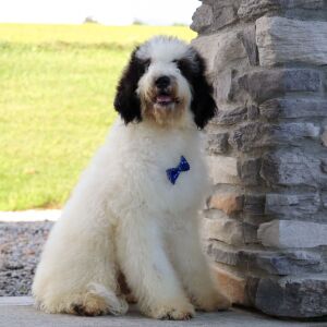 Bernedoodle Puppy Sterling