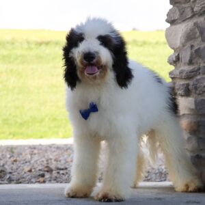 Bernedoodle Puppy Sterling