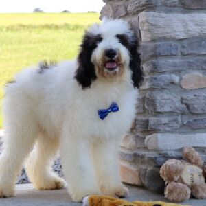 Bernedoodle Puppy Sterling