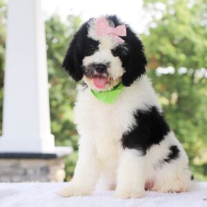Bernedoodle Puppy Eleanor