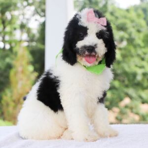 Bernedoodle Puppy Eleanor