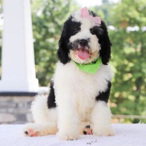 Bernedoodle Puppy Eleanor