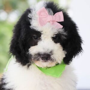 Bernedoodle Puppy Eleanor