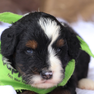 Bernedoodle Puppy Asher