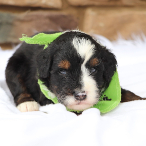 Bernedoodle Puppy Asher