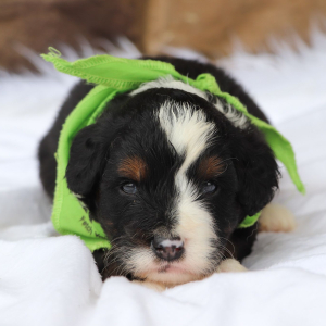 Bernedoodle Puppy Asher