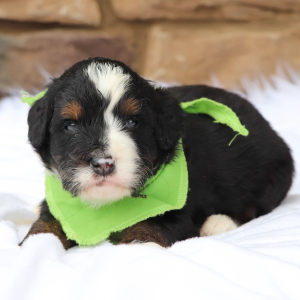 Bernedoodle Puppy Asher