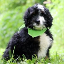 Bernedoodle Puppy Asher