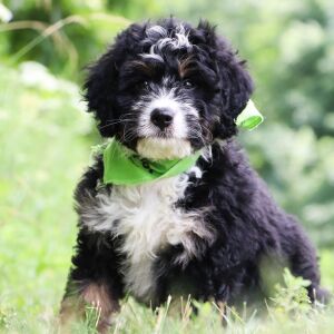 Bernedoodle Puppy Easten